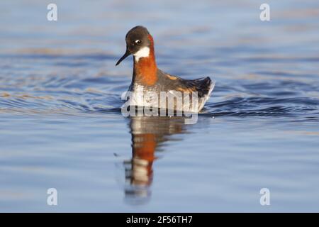 Phalarope à col rouge - femalePhalaropus lobatus Lake Myvatn Islande BI029129 Banque D'Images