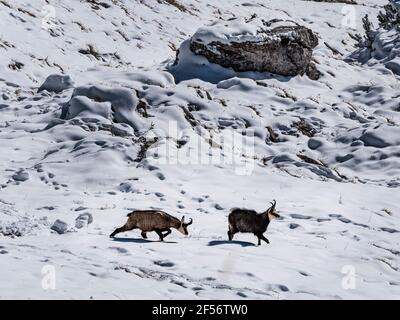 Chèvre chamois solitaire debout au-dessus des rochers dans le parc national de Berchtesgaden Banque D'Images