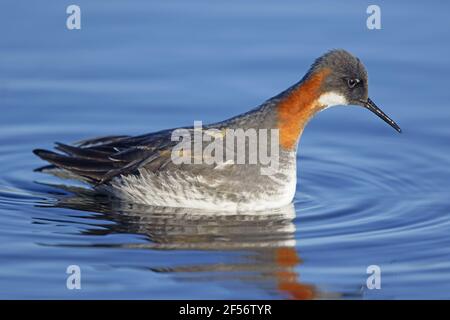 Phalarope à col rouge - femalePhalaropus lobatus Lake Myvatn Islande BI029133 Banque D'Images