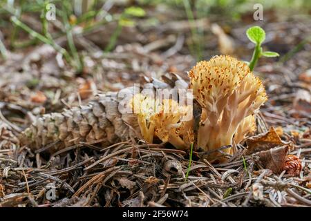 Clavulina coralloïdes - champignons comestibles. Champignon dans l'environnement naturel. Anglais : champignon blanc de corail, champignon de corail à crête Banque D'Images