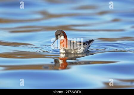 Phalarope à col rouge - femalePhalaropus lobatus Lake Myvatn Islande BI029139 Banque D'Images