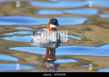 Phalarope à col rouge - femalePhalaropus lobatus Lake Myvatn Islande BI029145 Banque D'Images