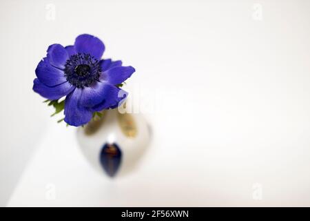 Une anémone bleue dans un vase multicolore dans le style des années 70 sur la table avec des livres comme décoration intérieure. Copier l'espace Banque D'Images