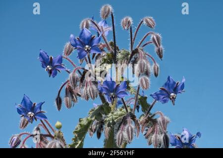 Fleurs et bourgeons de plantes de bourrache, Borago officinalis, Boraginaceae Banque D'Images