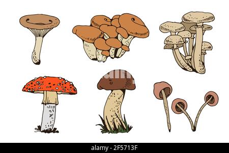 Ensemble de vecteurs de mushoms forestiers, collection de champignons de la nature isolée sur fond blanc Illustration de Vecteur