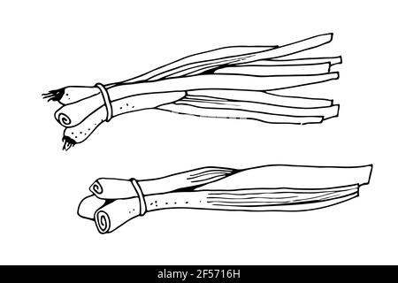 Illustration vectorielle d'oignons verts, croquis dessinés à la main d'herbes isolées sur fond blanc Illustration de Vecteur