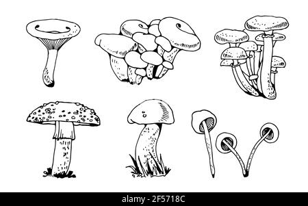 Ensemble de vecteurs de mushoms forestiers, collection de champignons de la nature isolée sur fond blanc Illustration de Vecteur