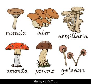 Ensemble de vecteurs de mushoms forestiers, collection de champignons de la nature isolée sur fond blanc Illustration de Vecteur