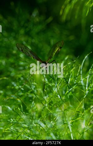 grand moustique sur vert background.insect perché sur des plantes vertes, macro photographie avec orientation verticale Banque D'Images