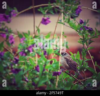 Un oiseau dans un Bush fleuri par temps pluvieux Banque D'Images