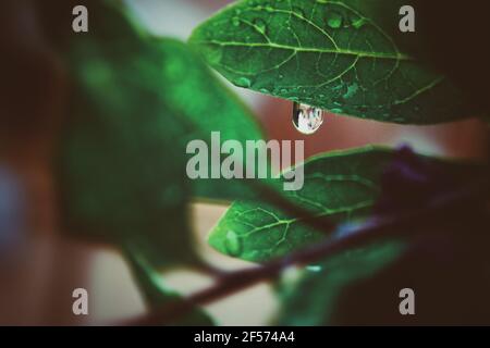 Gros plan des gouttes de pluie sur les plantes Banque D'Images