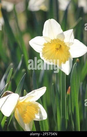 Jonquilles dans le parc municipal de Stadijk à Nijmegen, aux pays-Bas Banque D'Images