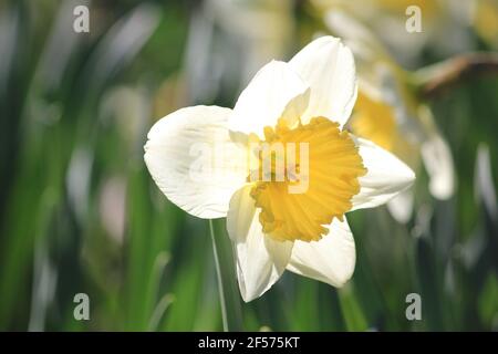 Jonquilles dans le parc municipal de Stadijk à Nijmegen, aux pays-Bas Banque D'Images