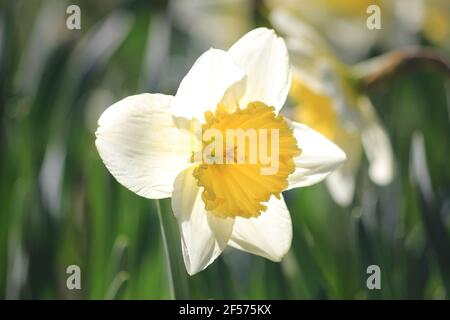 Jonquilles dans le parc municipal de Stadijk à Nijmegen, aux pays-Bas Banque D'Images