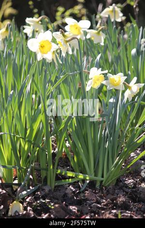 Jonquilles dans le parc municipal de Stadijk à Nijmegen, aux pays-Bas Banque D'Images