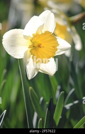 Jonquilles dans le parc municipal de Stadijk à Nijmegen, aux pays-Bas Banque D'Images