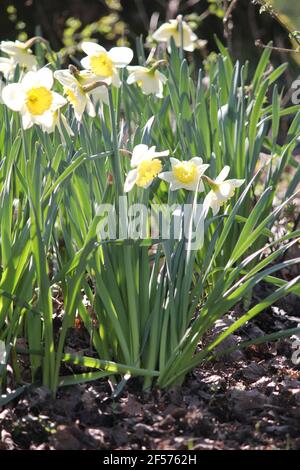 Jonquilles dans le parc municipal de Stadijk à Nijmegen, aux pays-Bas Banque D'Images
