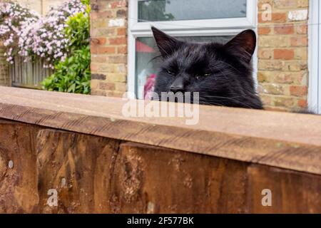 Un chat noir se pageant sur une clôture Banque D'Images