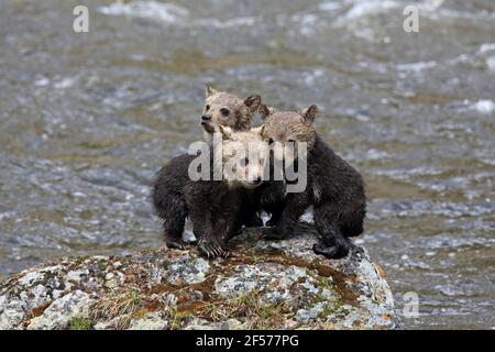 Trois oursons grizzlis se tenant sur un rocher dans un rivière Banque D'Images
