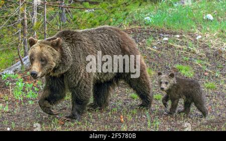 Ours grizzli en petits dans l'habitat Banque D'Images