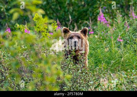 Ours grizzli dans son habitat Banque D'Images