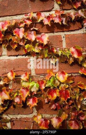 Automne Ivy croissant sur un mur de briques à Shelburne Falls, ma, États-Unis Banque D'Images