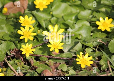 Moins de célandine ou de pilewort dans le citypark Scadjk à Nijmegen, aux pays-Bas Banque D'Images