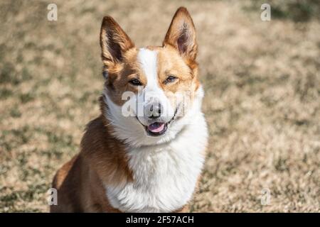 Adorable chien corgi semble sourire à l'appareil photo. Banque D'Images