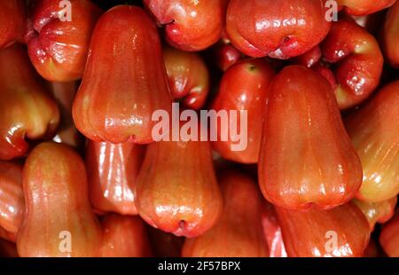 Pile de rouge vif peau de cireuse fruits de la pomme de rose aqueux Également connu sous le nom de 'Chompoo' en Thaïlande Banque D'Images