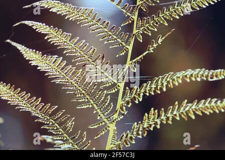 Athyrium filix-femina, femme fougère. Feuille de fougères vert jaune avec sporanges en plein soleil en gros plan. Banque D'Images
