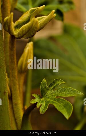 Photographie feuilles plante Fatsia japonica Banque D'Images