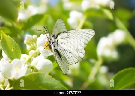 Accouplement de deux papillons blancs Aporia crataegi Banque D'Images