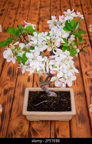 Pommier Bonsai Blossom (Malus) Banque D'Images