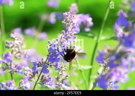 Bumblebee collectant le pollen de fleur. Fleurs de Nepeta cataria (catnip, moût de chat, menthe de chat). Fond floral Banque D'Images