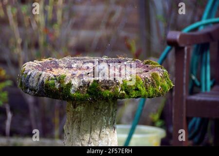 DUNNOCK AVOIR UN BAIN Banque D'Images