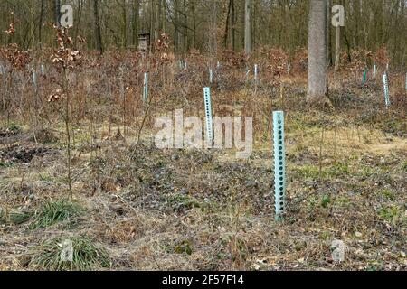 Semis d'arbres en tubes protecteurs, Allemagne Banque D'Images