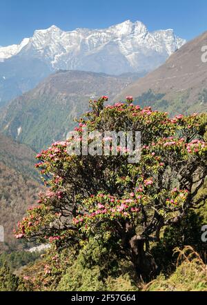 Arbre de rhododendron en fleur, printemps dans les montagnes de l'himalaya, mont Kongde, randonnée au camp de base de l'Everest, parc national de Sagarmatha, vallée de Khumbu, nepa Banque D'Images