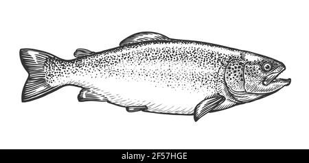 Croquis de truite dans le style de gravure vintage. Illustration vectorielle dessinée à la main de poissons isolés sur fond blanc Illustration de Vecteur