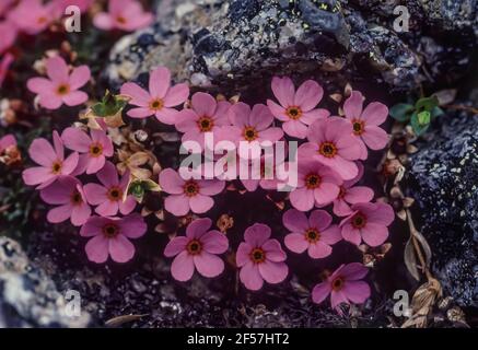 Alaska Dwarf-Primrose, Douglasia ochotensis, floraison parmi les roches de la toundra arctique des portes du parc national de l'Arctique, chaîne Brooks, Alaska, États-Unis Banque D'Images