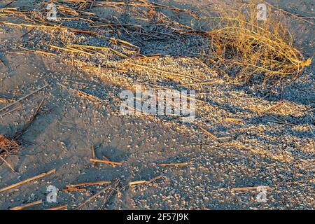 Coquillages de moules zébrées délavés le long de la plage, rive de la baie Saginaw, lac Huron, MI, États-Unis, par James D Coppinger/Dembinsky photo Assoc Banque D'Images