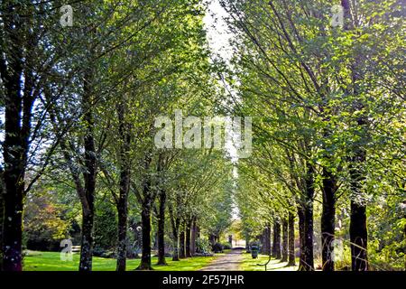 Arbres verts dans le parc d'Adare, comté de Limerick, Irlande Banque D'Images