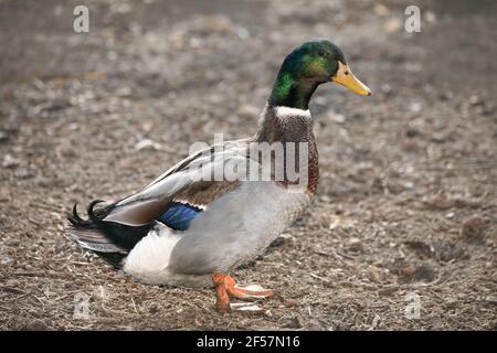 Mâle de canard collard (Anas platyrhynchos) dans le milieu naturel. Photo d'un canard debout. Le canard colvert se tient sur un sol sec avec des feuilles sèches Banque D'Images