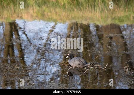 Un coq eurasien, une racine commune ou une racine australienne se trouve sur un nid de brindilles au milieu d'un étang. Les arbres se réfléchissent dans l'eau Banque D'Images