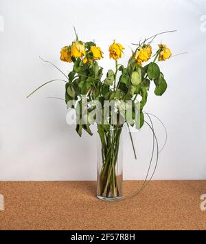 roses jaunes flétrissent dans un vase, fond blanc Banque D'Images
