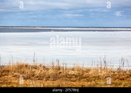 Paysage marin d'hiver, la mer Baltique est sur l'île Saarema, les oiseaux assis sur la glace. Estonie, Europe Banque D'Images