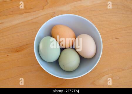 Bol d'œufs biologiques colorés bruns et gris en liberté élevés dans les pâturages de poules du patrimoine Banque D'Images