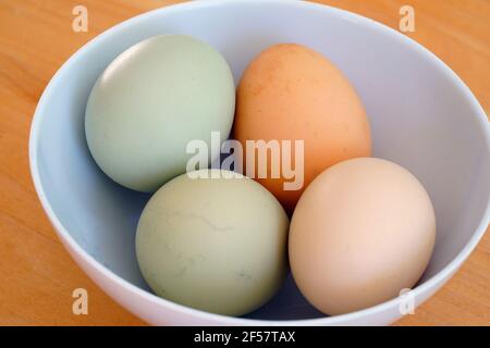 Bol d'œufs biologiques colorés bruns et gris en liberté élevés dans les pâturages de poules du patrimoine Banque D'Images