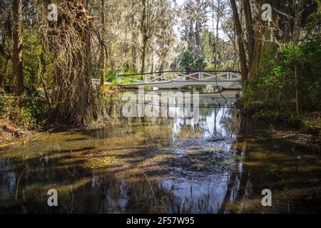 Passerelle en bois blanc au-dessus d'un marécage de blackwater à Magnolia Plantation, dans le bas pays de Charleston, en Caroline du Sud. Banque D'Images