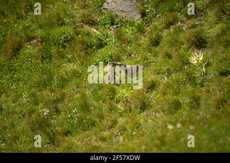 Marmottes brunes errant dans les buissons Banque D'Images