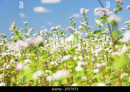 Sarrasin commun en fleurs (Fagopyrum esculentum) dans un champ. Le sarrasin fleurit contre un ciel bleu. Banque D'Images